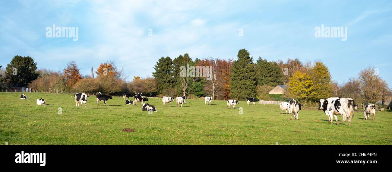 trees and cows in green grassy meadow near namur under blue sky Stock ...