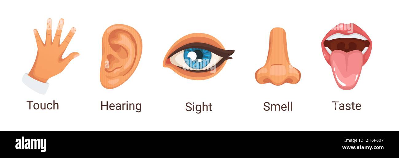 cartoon style illustration of five human senses. Stock Vector
