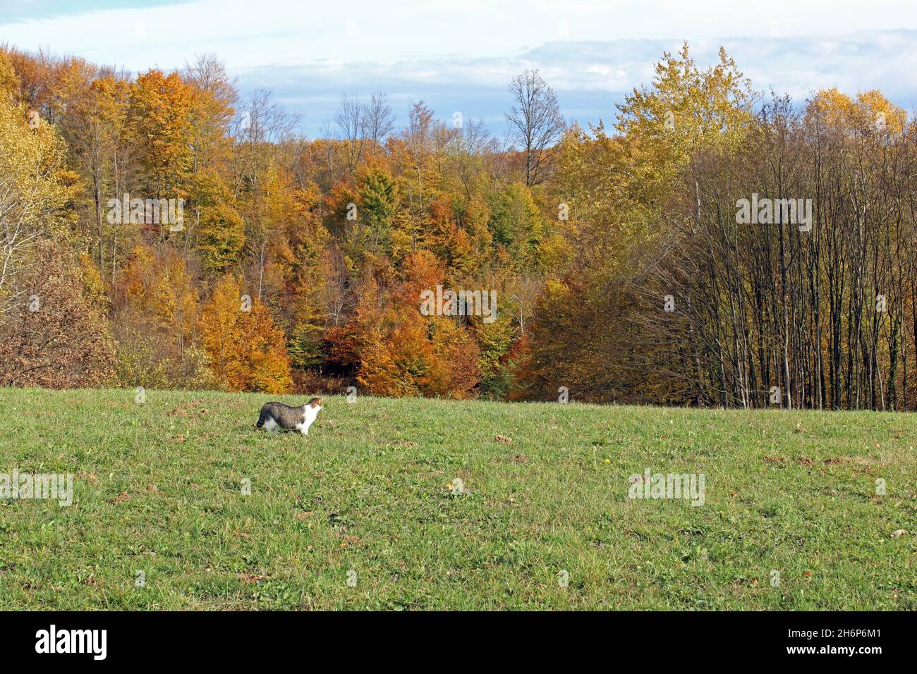 Fields, meadows, vegetation and  forests by autumn, countryside near Zagreb, Croatia Stock Photo