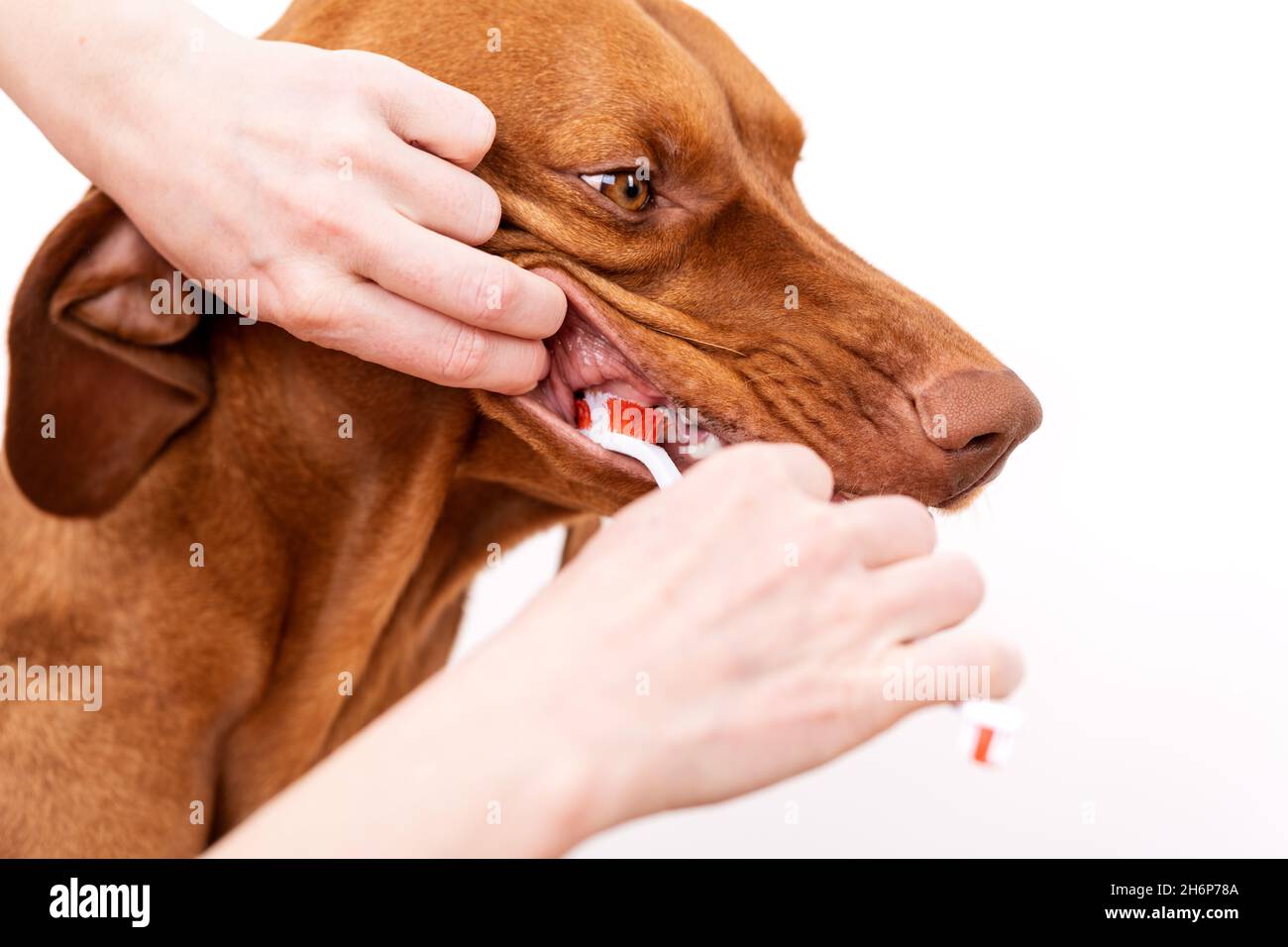 Woman using toothbrush to clen dogs teeth. Plaque removal, healthy dog