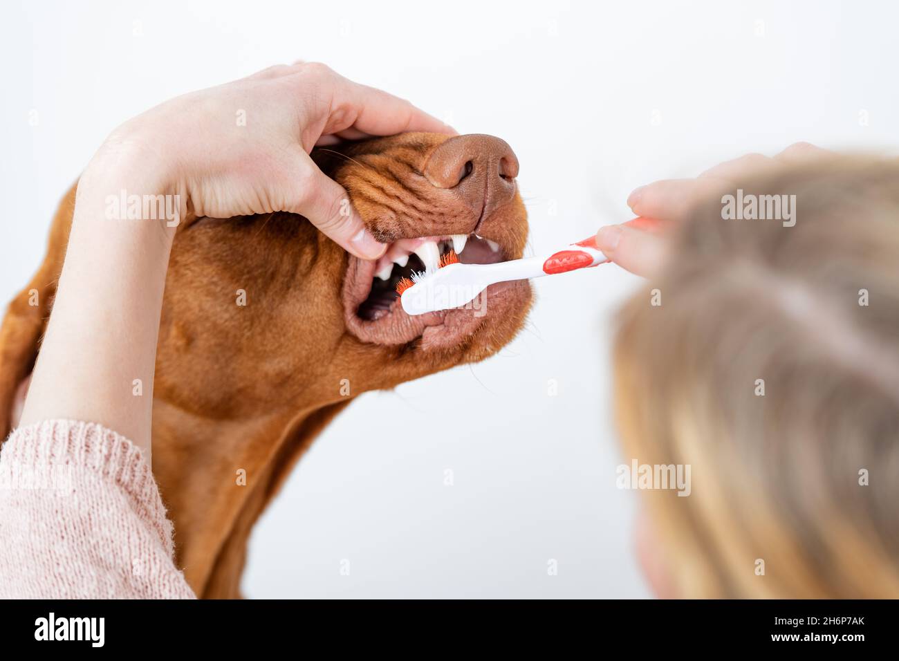 Woman using toothbrush to clen dogs teeth. Plaque removal, healthy dog