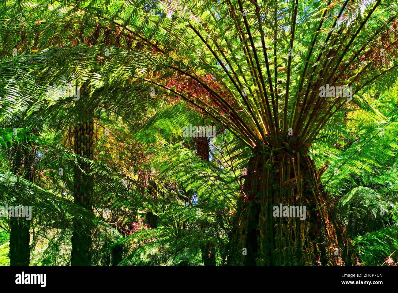 Tree Ferns Forest, the Dandenong Ranges National, Park, Victoria, Australia. Stock Photo