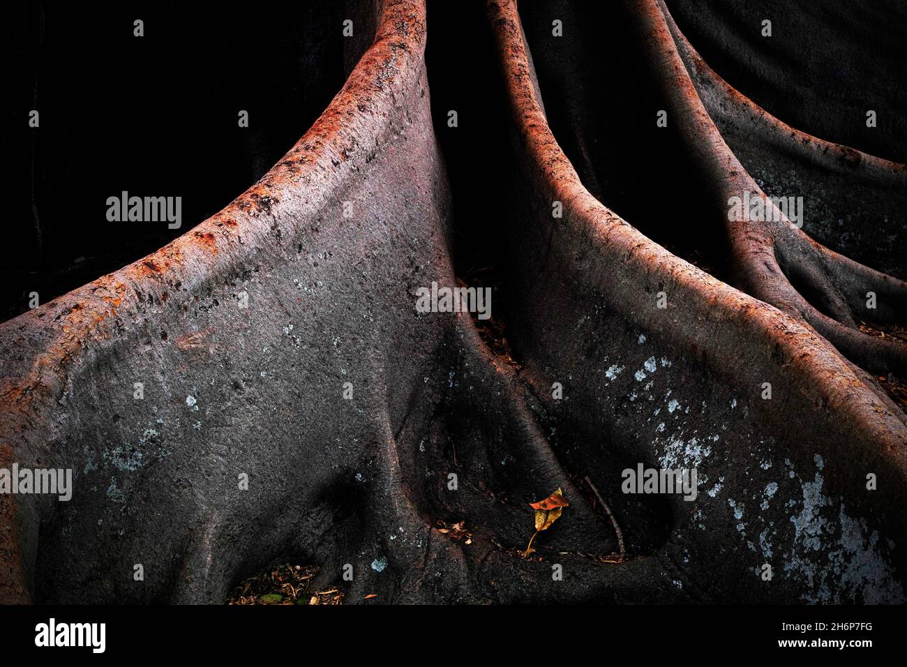 Deep Roots, forest in New South Wales, Australia Stock Photo - Alamy