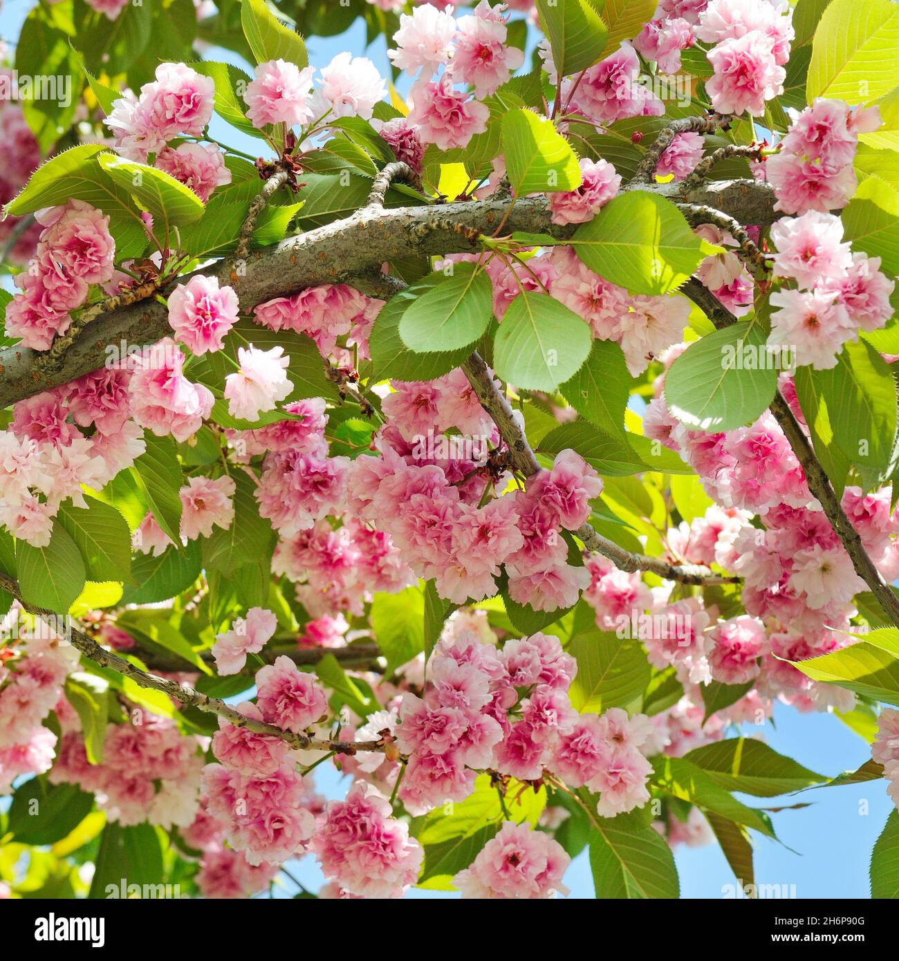 Cherry Blossom or Sakura flower on nature background Stock Photo - Alamy