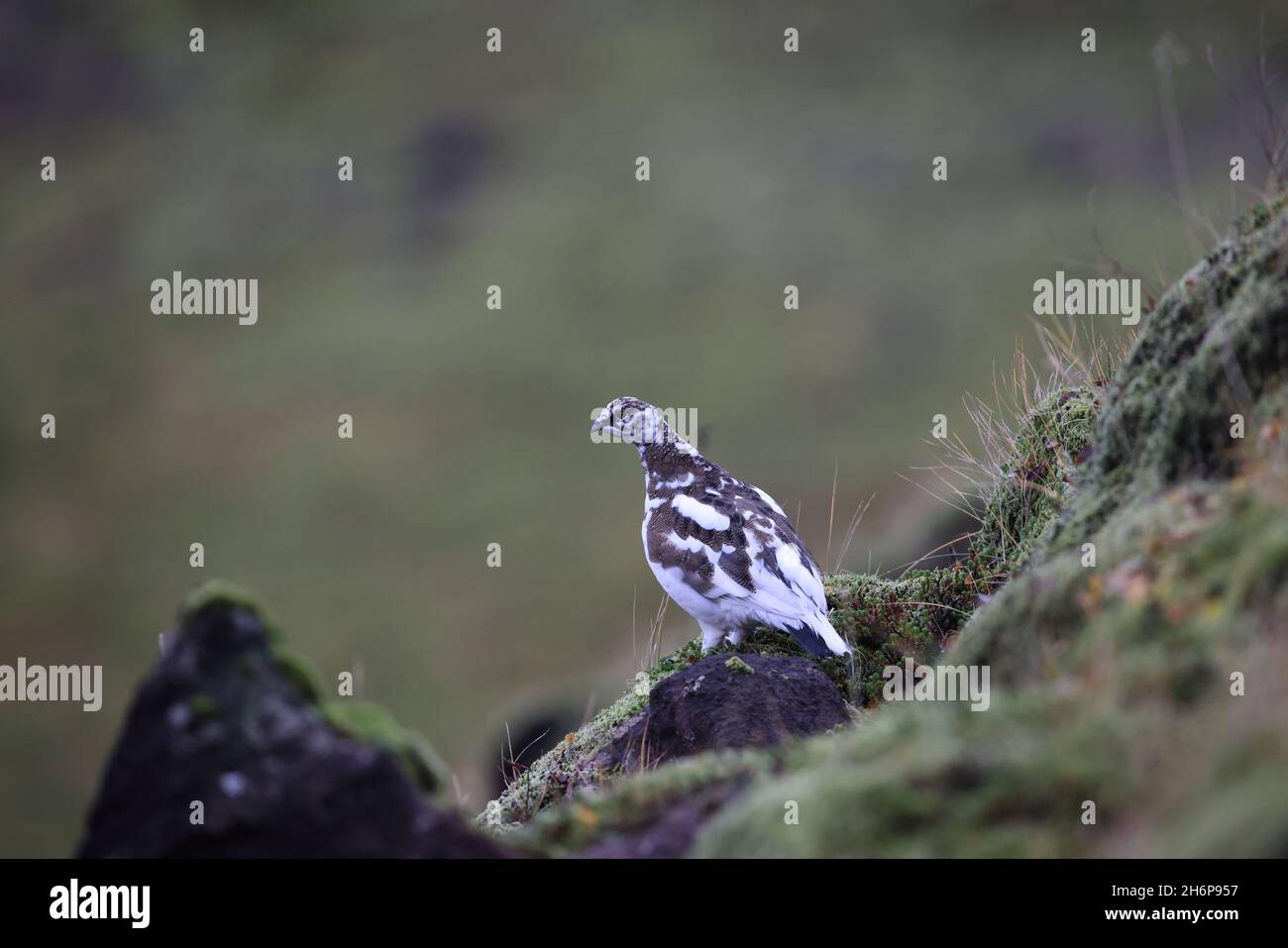 A rock ptarmigan (Lagopus muta) in white winter plumage,  Iceland Stock Photo