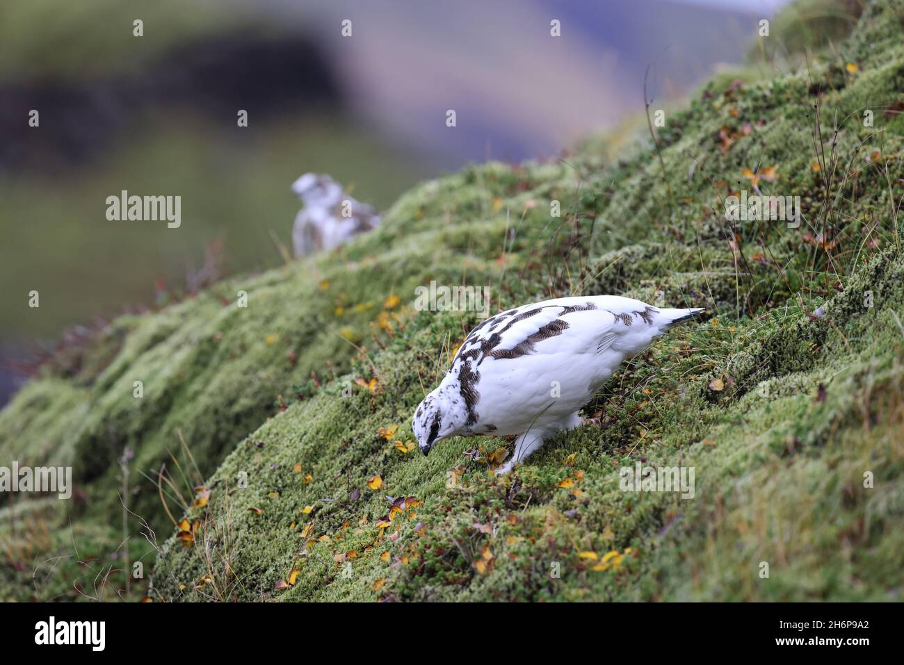 A rock ptarmigan (Lagopus muta) in white winter plumage,  Iceland Stock Photo