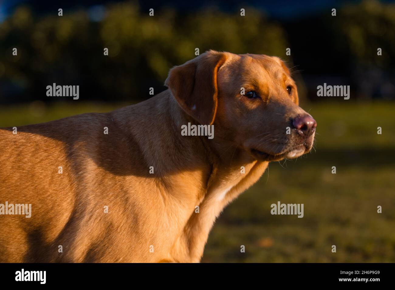 Beautiful young Boxador pictured outdoors on an autumn background. Boxador is a mixed breed between Labrador and Boxer. Stock Photo