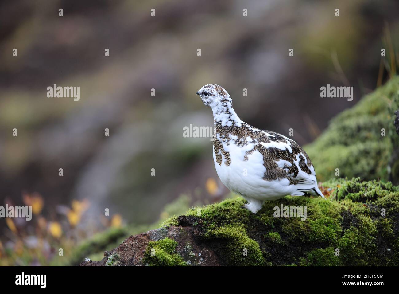 A rock ptarmigan (Lagopus muta) in white winter plumage,  Iceland Stock Photo