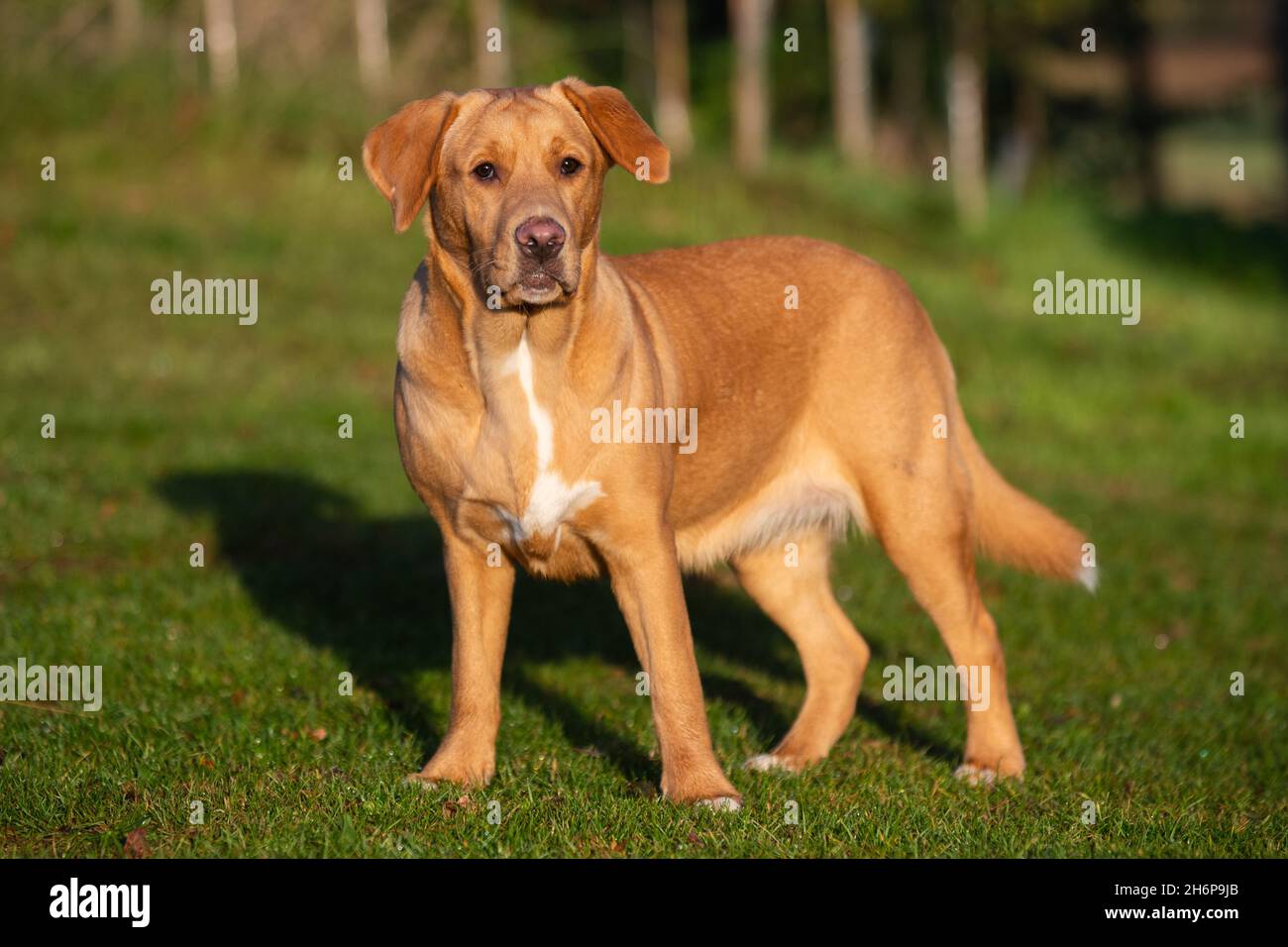 Beautiful young Boxador pictured outdoors on an autumn background. Boxador is a mixed breed between Labrador and Boxer. Stock Photo