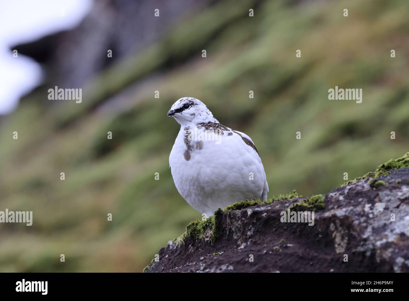 A rock ptarmigan (Lagopus muta) in white winter plumage,  Iceland Stock Photo