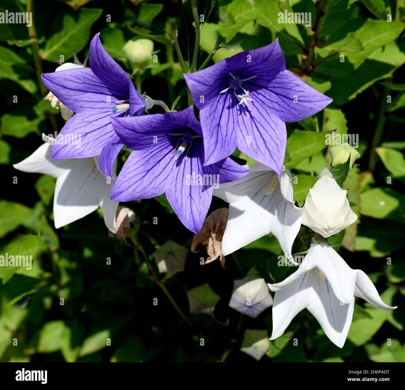 Ballonblume, Platycodon grandiflorum ist eine attraktive Zierblume mit schoenen blauen Blueten. Balloon flower, Platycodon grandiflorum is an attracti Stock Photo