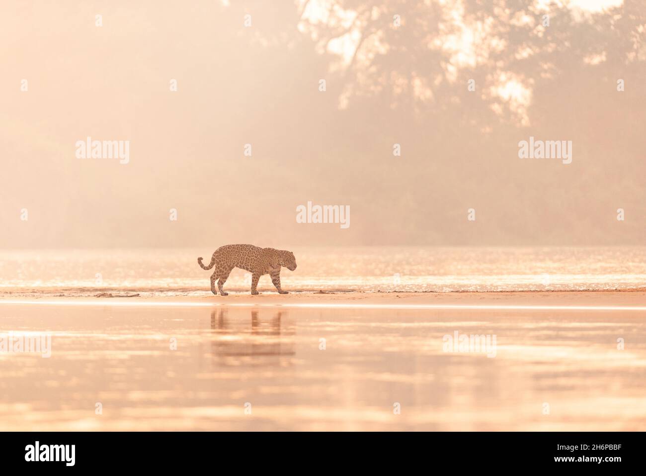 A Jaguar walking on an open sandbar in North Pantanal, Brazil Stock Photo