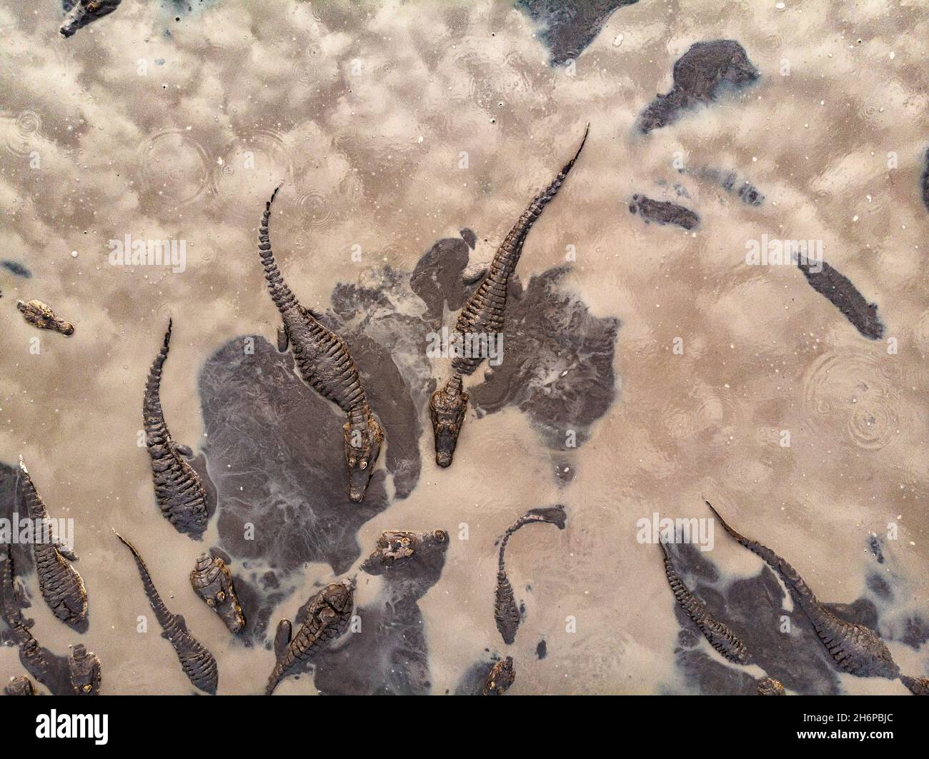 Lots of caimans gathering at a drying mud/water hole during an extreme dry season in the Pantanal of Brazil Stock Photo