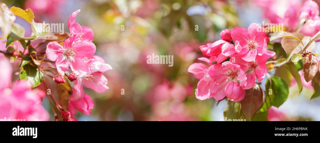 Blooming apple tree in the spring garden. Close up of pink flowers on a ...