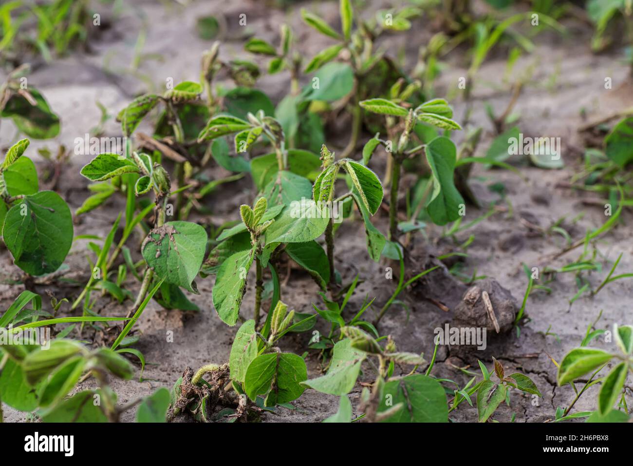 Soybean young plants in the field Stems green soy plants in period of