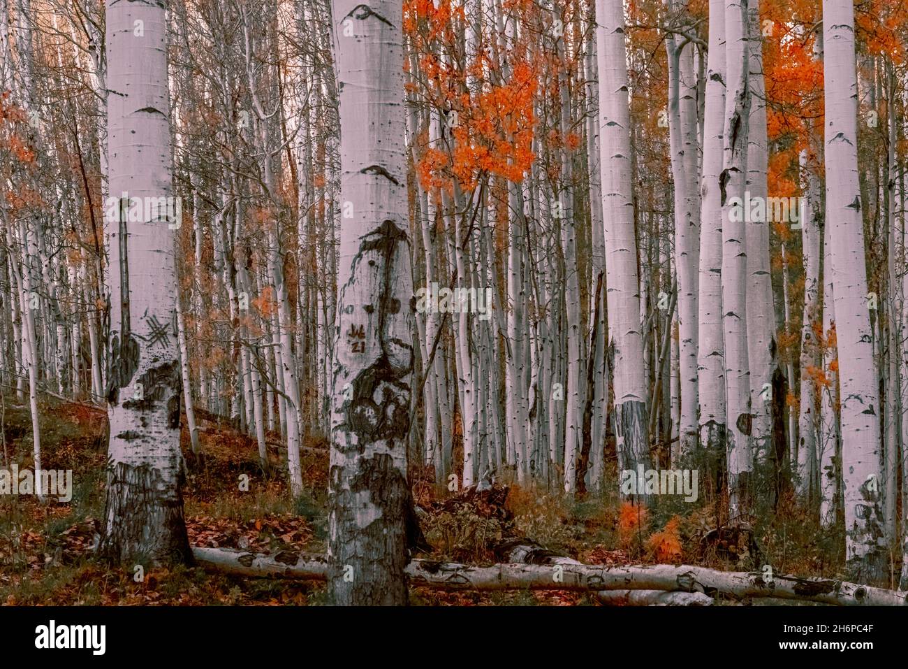 Enhanced forest, Aspen Tress Stock Photo