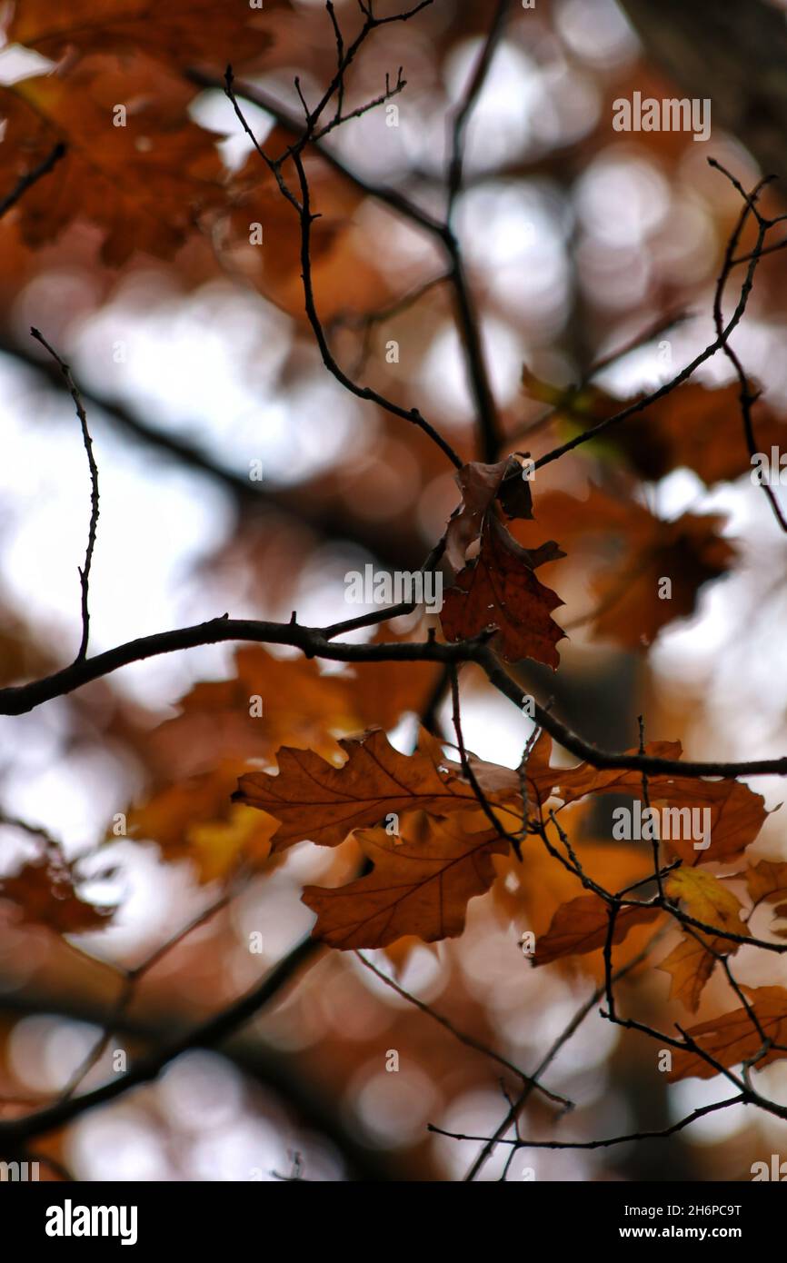 Autumn leaves just hanging around. Stock Photo