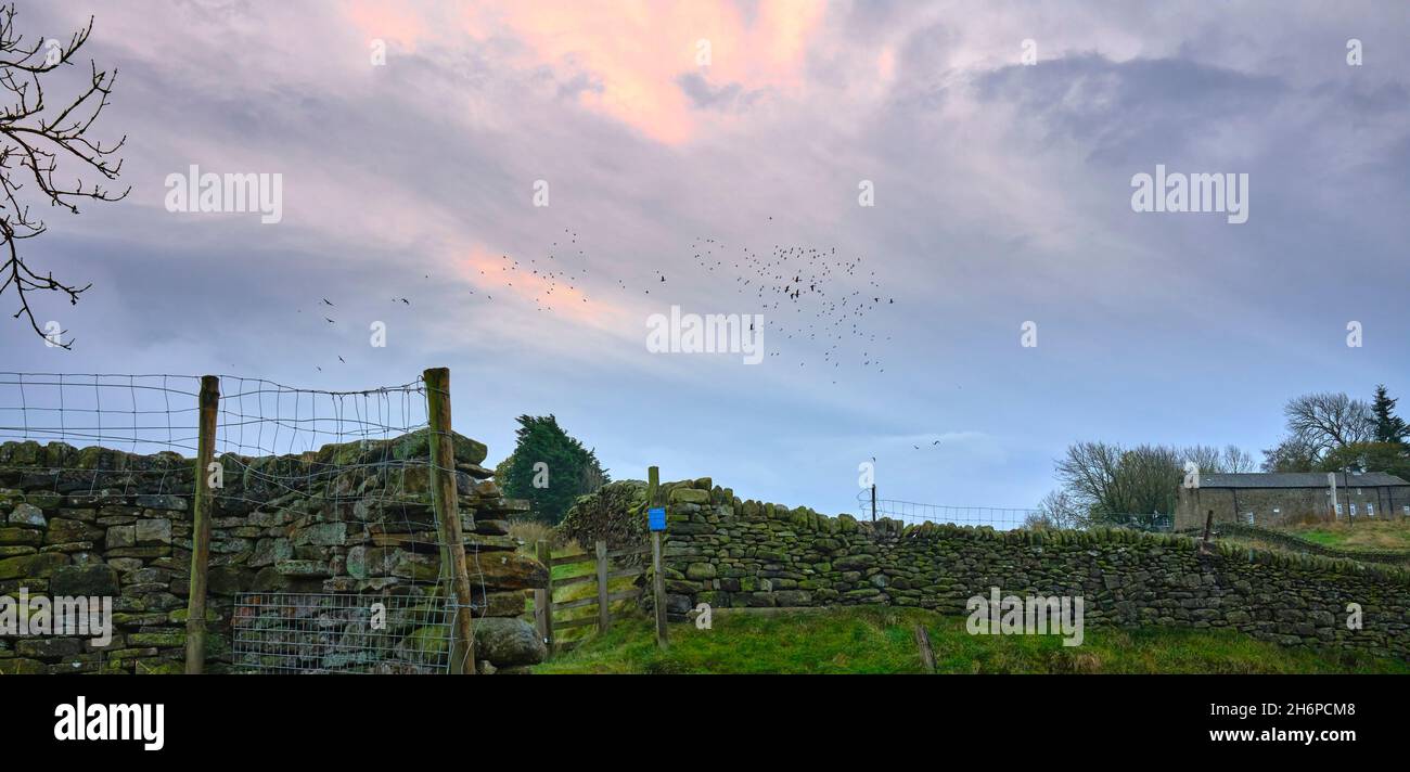 Flock of pigeon and geese circling over a moorland farmhouse Stock Photo