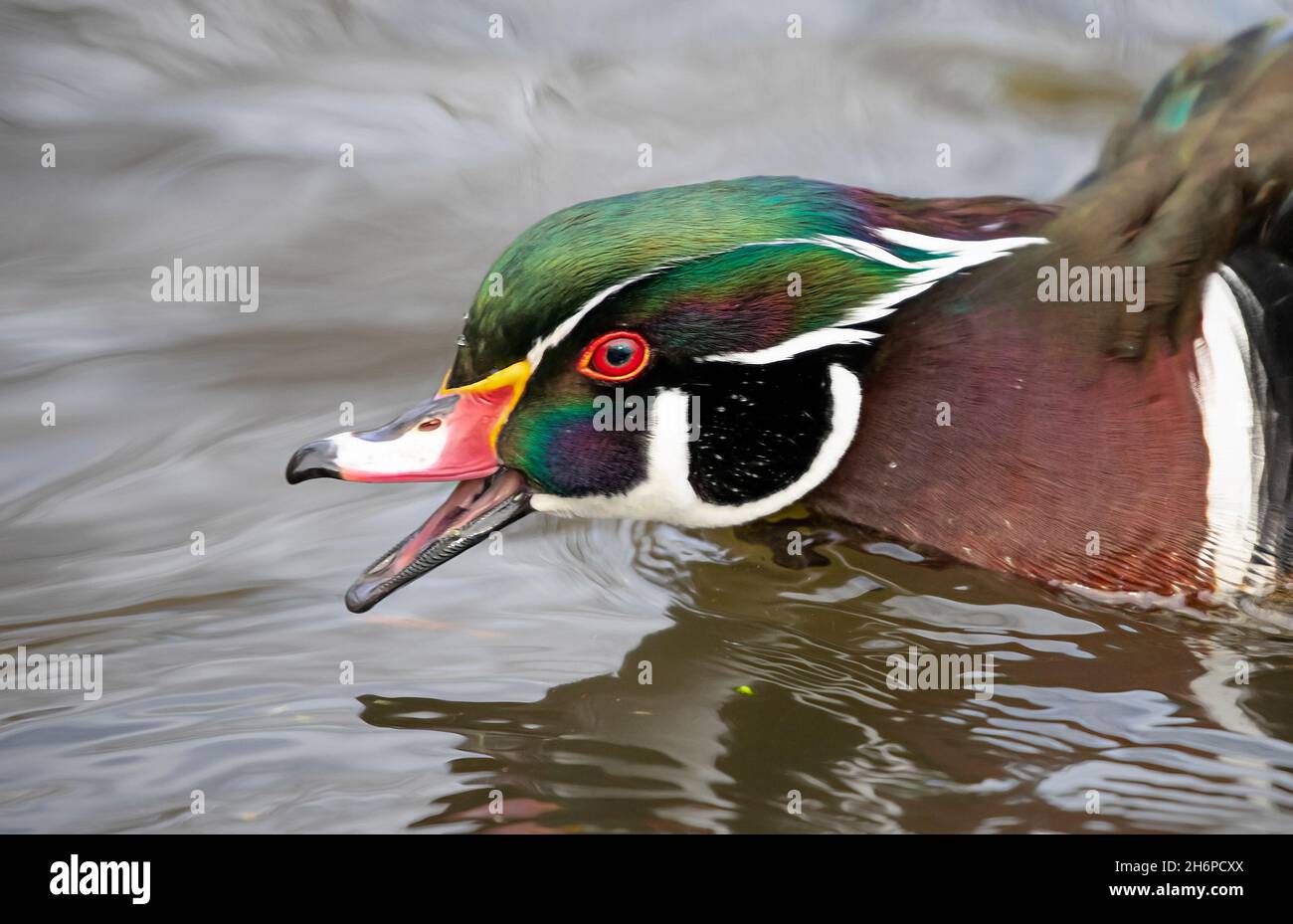 Wood duck male (Aix sponsa) quacks ay other ducks as he swims in river in Ottawa, Canada Stock Photo