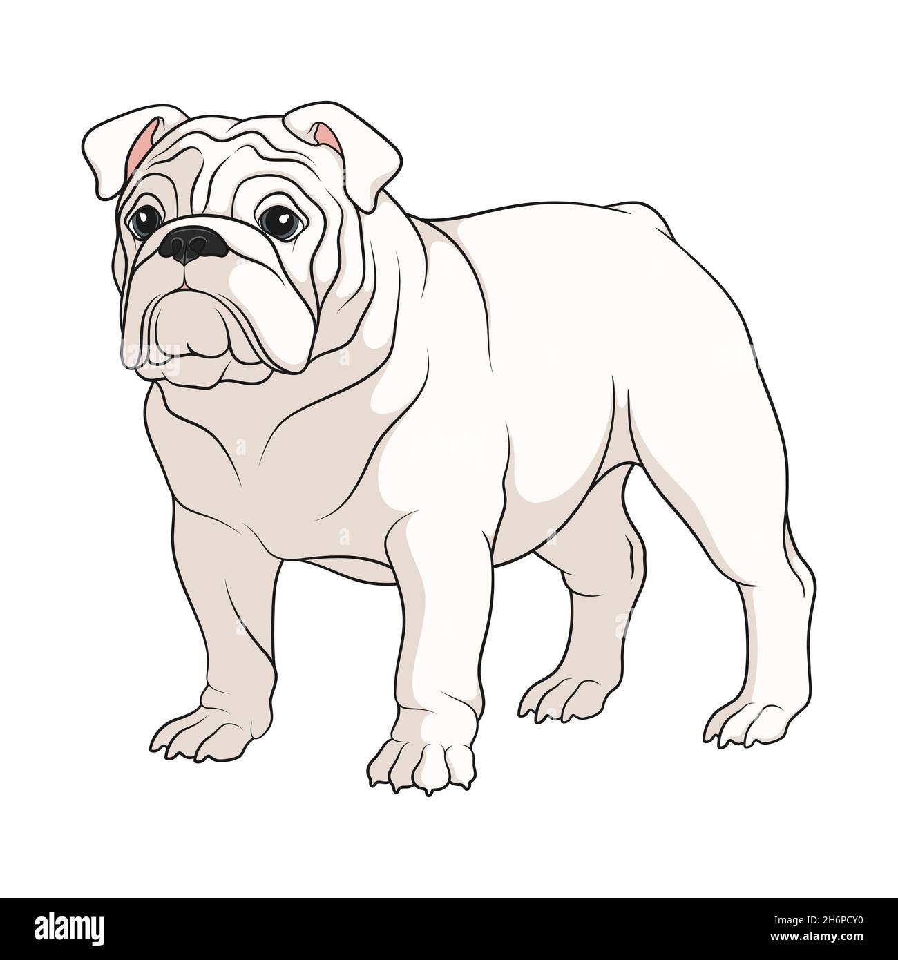 Color illustration of a white english bulldog. Isolated vector object on white background. Stock Vector