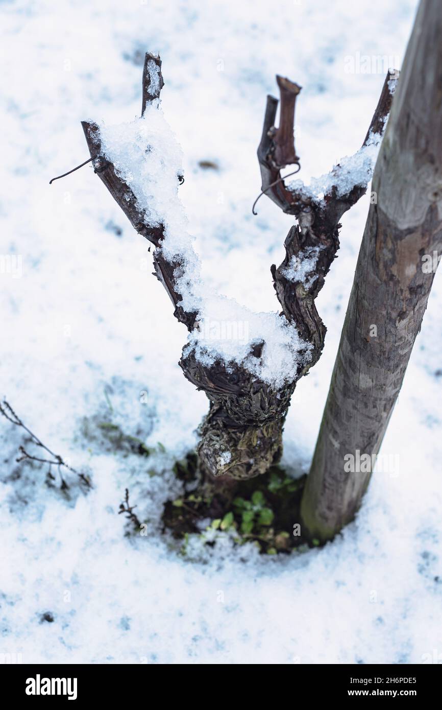 Top view of the grapevine covered by the snow. Stock Photo