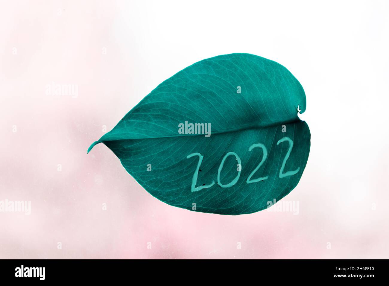 Number 2022. New Year. The number 2022 is carved into a green monstera leaf. Stock Photo
