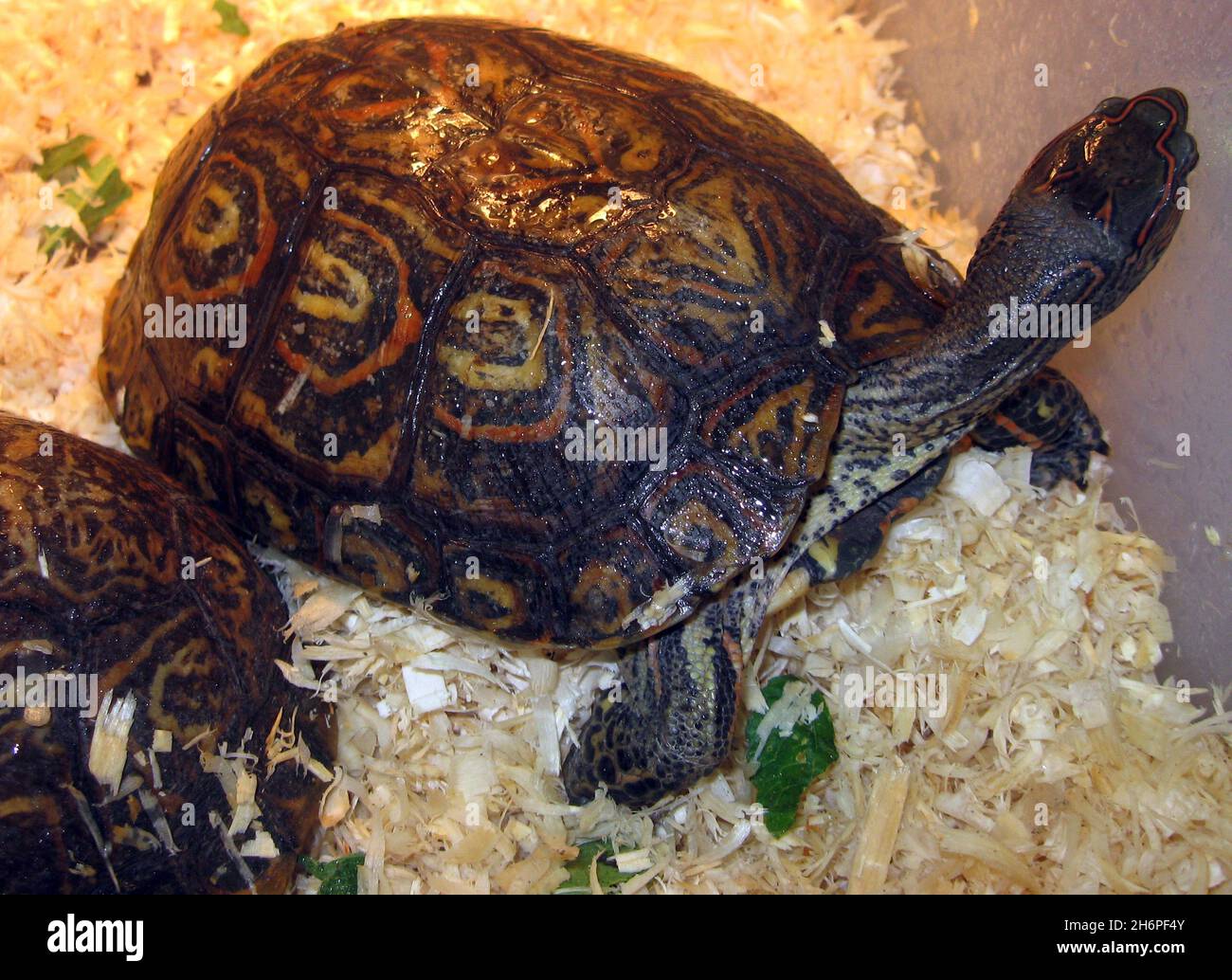 The ornate or painted or mexican wood turtle (Rhinoclemmys pulcherrima) Stock Photo