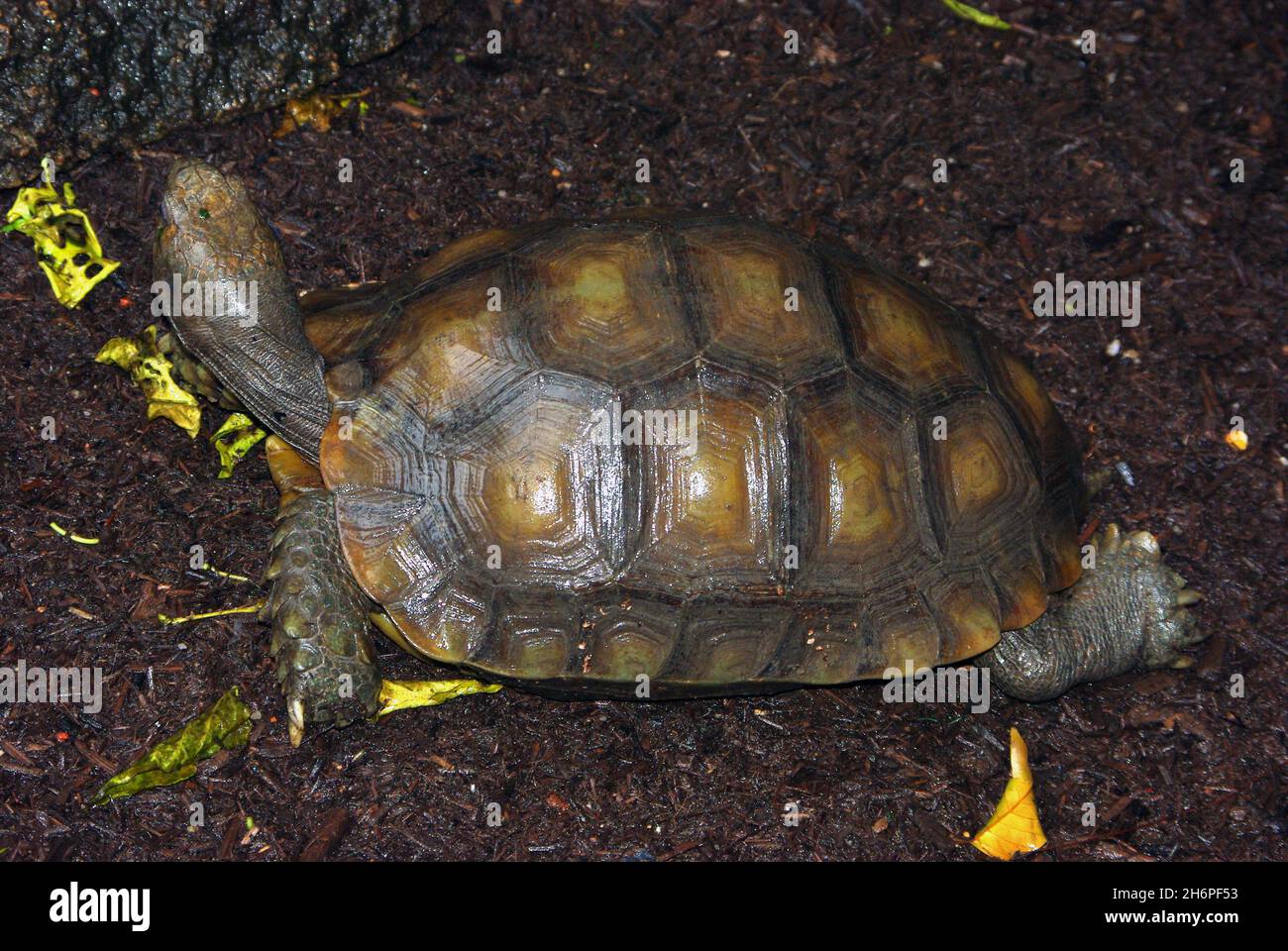 The Asian forest tortoise (Manouria emys), also known commonly as the Asian brown tortoise, is a species of tortoise in the family Testudinidae Stock Photo