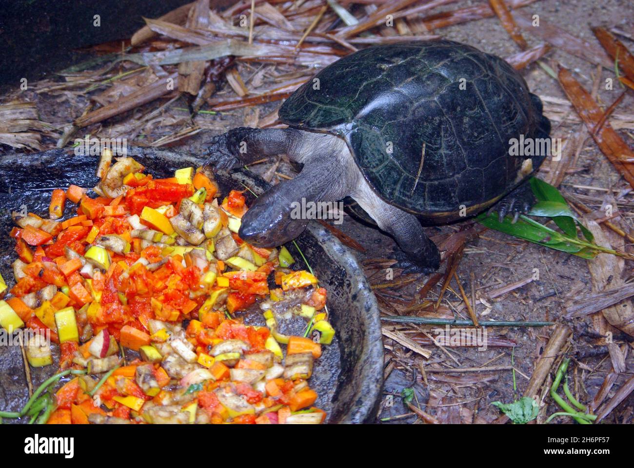 Black Marsh or Siamese temple Turtle, Siebenrockiella crassicollis, feeding vegetables Stock Photo