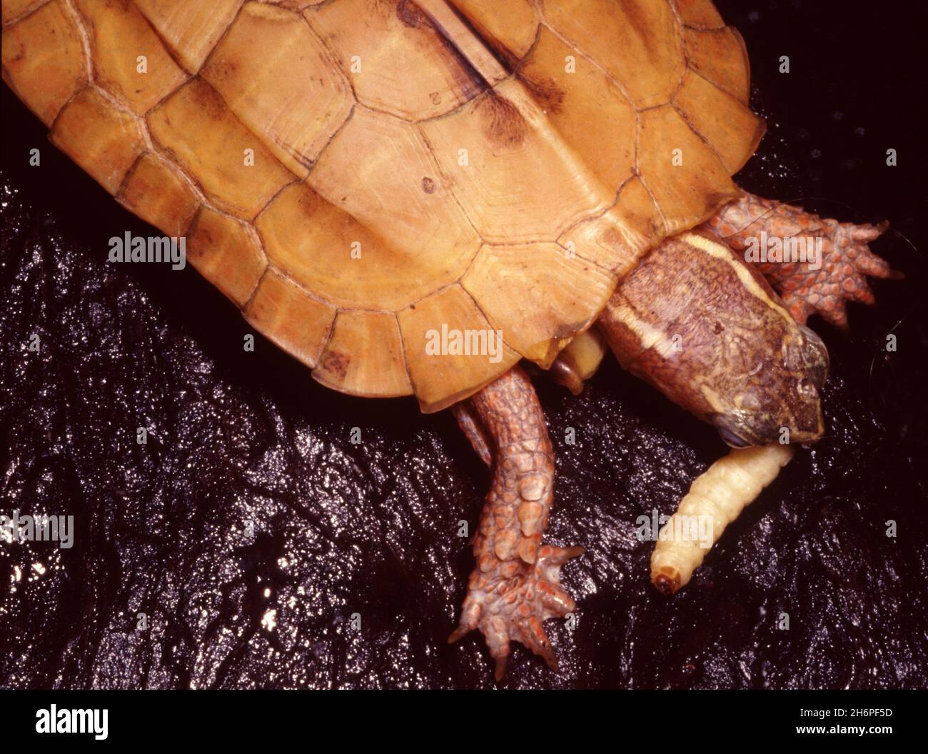 Black-breasted leaf turtle (Geoemyda spengleri), also commonly called Vietnamese leaf turtle or Black-breasted hill turtle, feeding larva of wax  moth Stock Photo