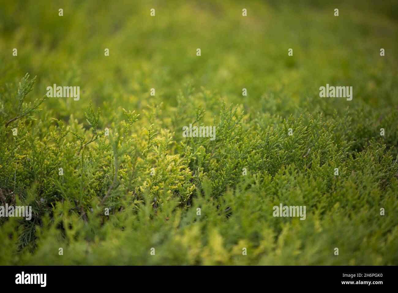 Closeup shot of green plants background Stock Photo - Alamy
