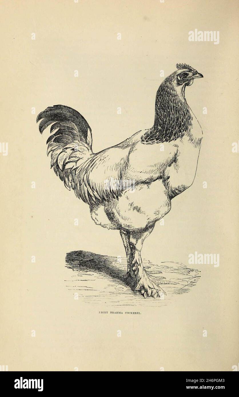 The poultry book Stock Photo