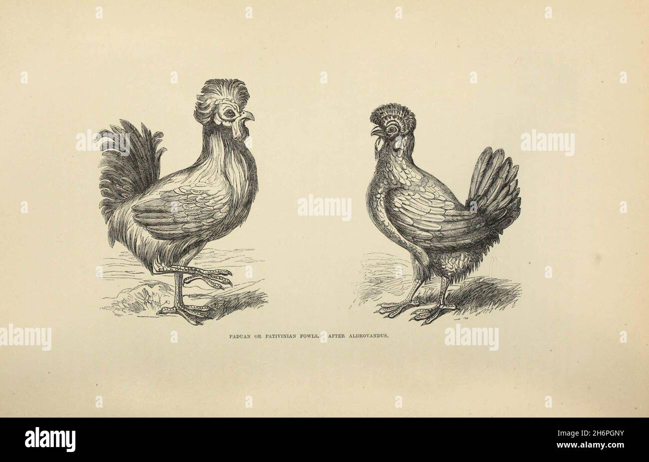 The poultry book Stock Photo