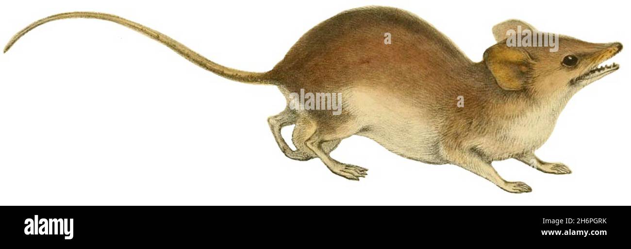 Sminthopsis hires stock photography and images Alamy