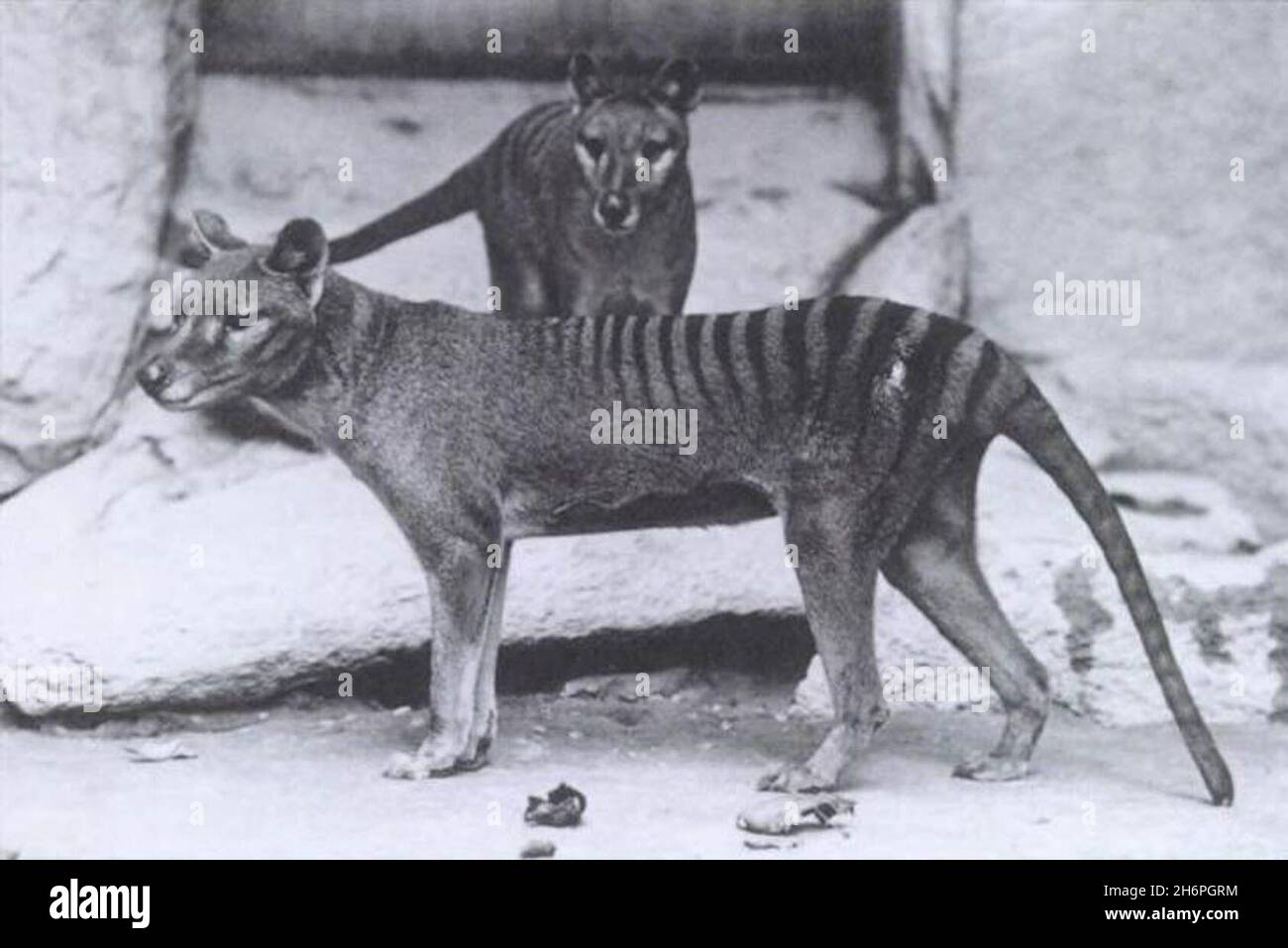 pair of Thylacines, Stock Photo