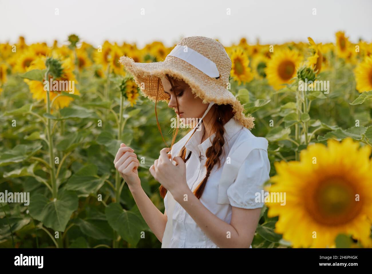 woman with hat in a field of sunflowers summer nature landscape Stock ...