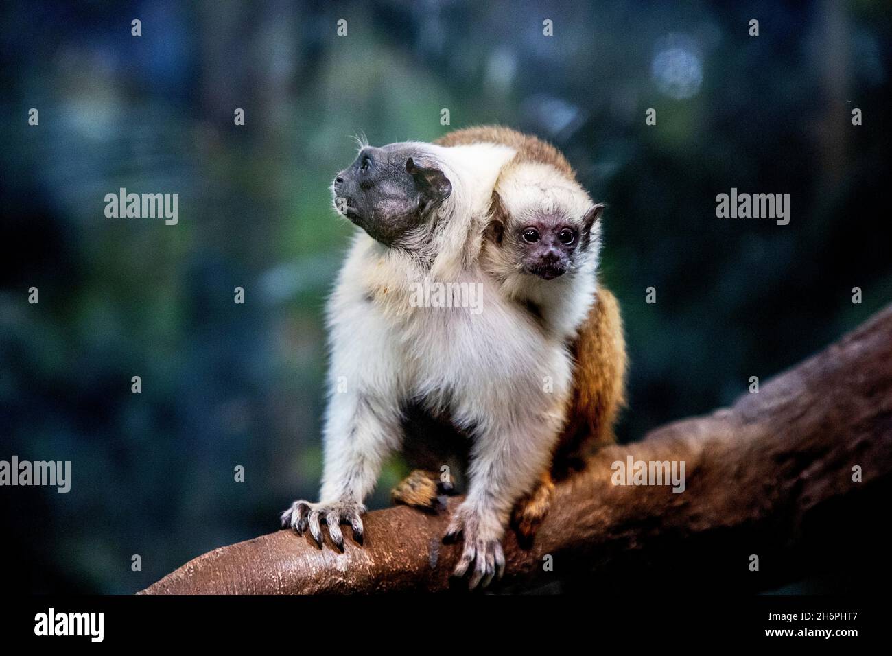 Gothenburg, Sweden, on Nov. 17, 2021, A pair of twin, Pied Tamarin (Saguinus bicolor) babies hold on to their parents' back for safety's sake at Universeum in Gothenburg, Sweden, on Nov. 17, 2021. The twins were born in September and were released into the rainforest area yesterday.  Photo by Adam Ihse / TT / Code 9200 Stock Photo