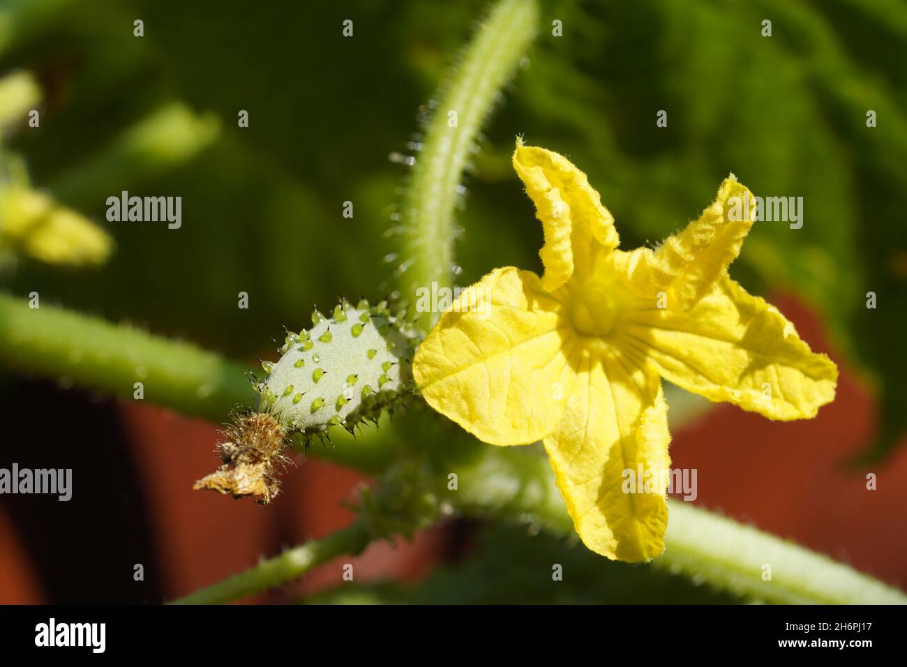 Yellow flower of a cucumber plant with small cucumber at the beginning