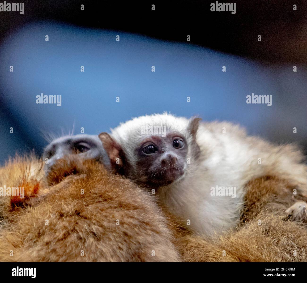 Gothenburg, Sweden, on Nov. 17, 2021, A pair of twin, Pied Tamarin (Saguinus bicolor) babies hold on to their parents' back for safety's sake at Universeum in Gothenburg, Sweden, on Nov. 17, 2021. The twins were born in September and were released into the rainforest area yesterday.  Photo by Adam Ihse / TT / Code 9200 Stock Photo