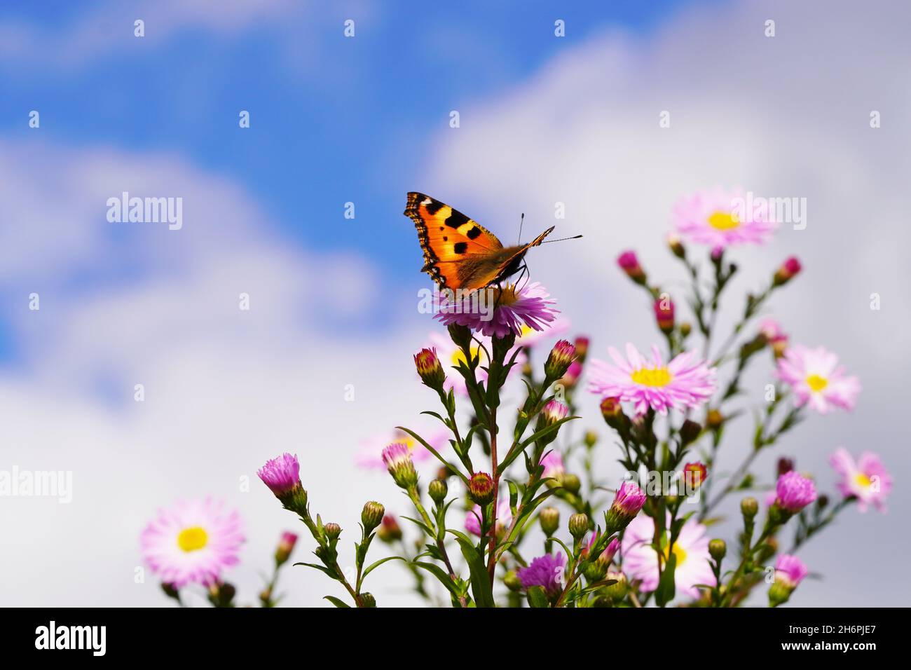 Small tortoiseshell butterfly on a flower. Aglais urticae, Nymphalis urticae. Stock Photo