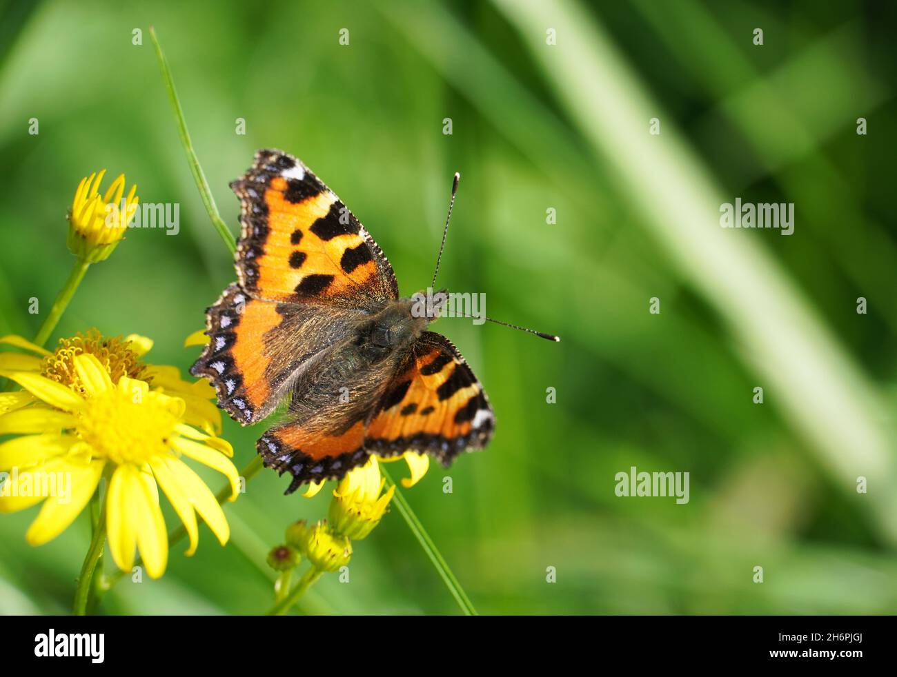 Small tortoiseshell butterfly on a flower. Aglais urticae, Nymphalis urticae. Stock Photo