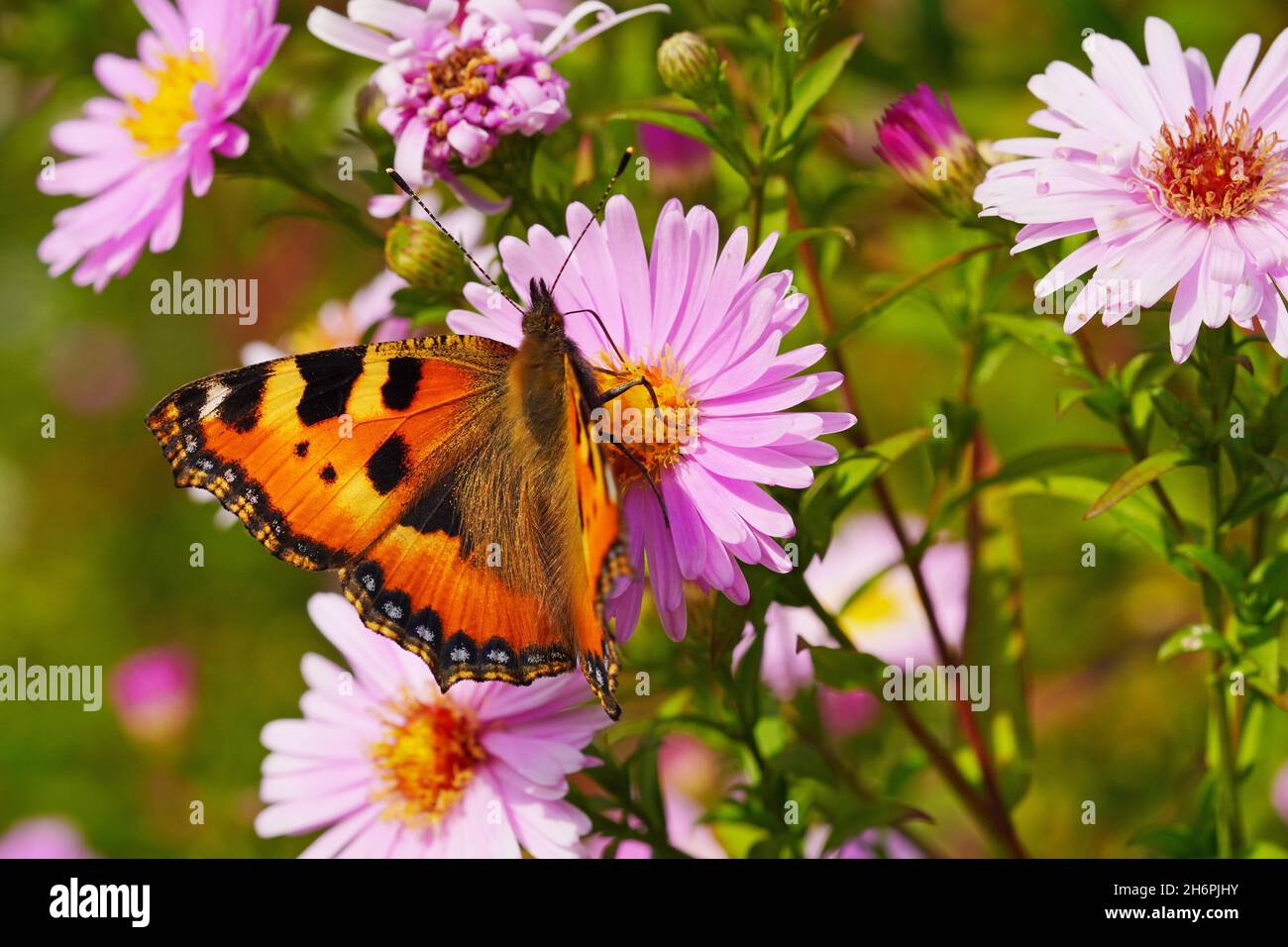 Small tortoiseshell butterfly on a flower. Aglais urticae, Nymphalis urticae. Stock Photo