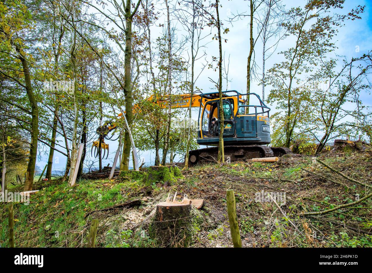 A Hyundai Harvadig excavator working in forestry near Chipping, Lancashire. Stock Photo