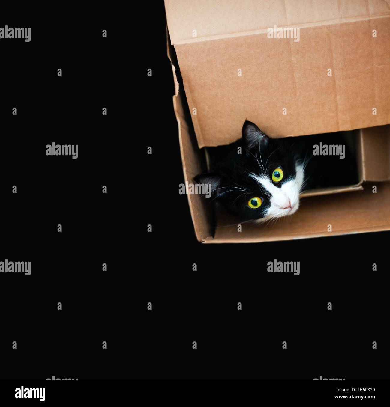 Tuxedo cat in a cardboard box. Intense eyes. Isolated on black background. Space for text. Stock Photo