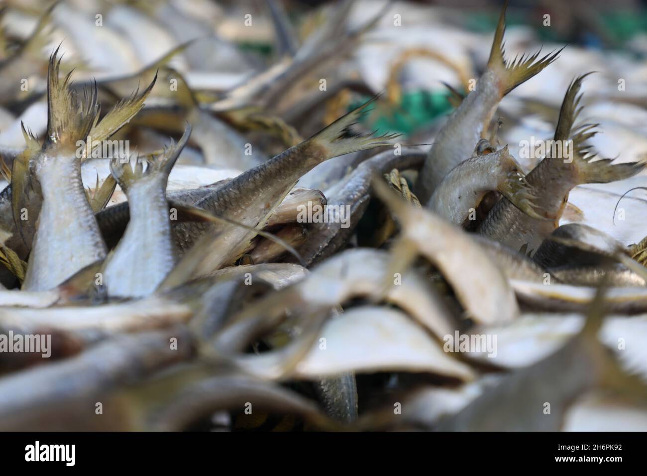 Chittagong, Bangladesh. 17th Nov, 2021. Fish at the Fishery Ghat market