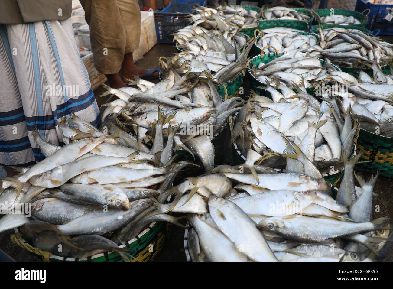 Chittagong, Bangladesh. 17th Nov, 2021. Fish at the Fishery Ghat market in Chittagong.Fishery