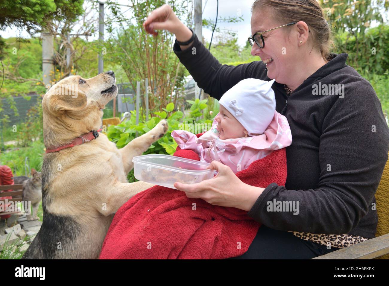 Domestic dog jumping up for a sausage from people hand Stock Photo Alamy