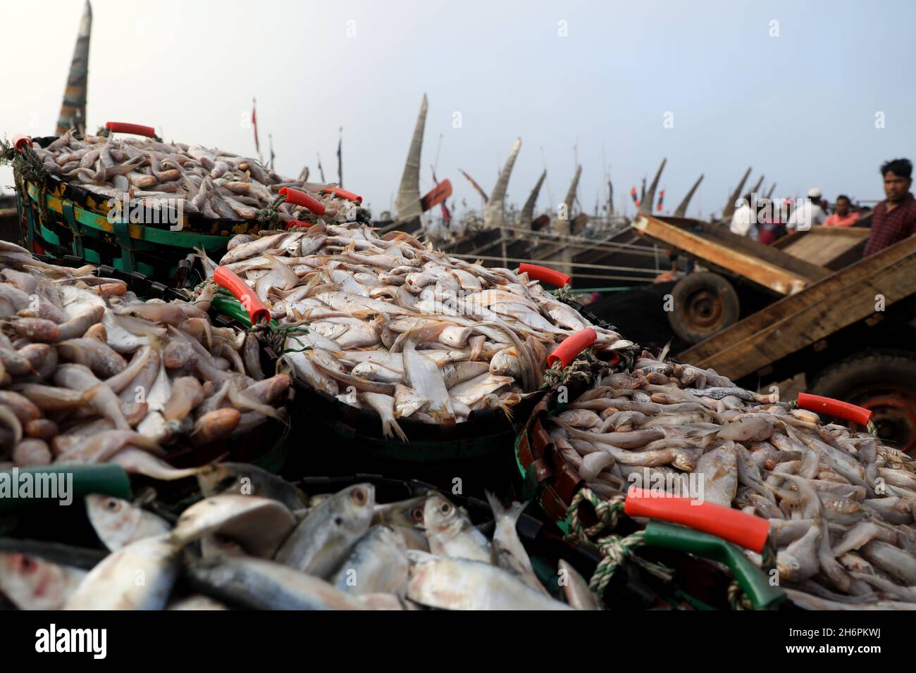 Chittagong, Bangladesh. 17th Nov, 2021. Fish at the Fishery Ghat market