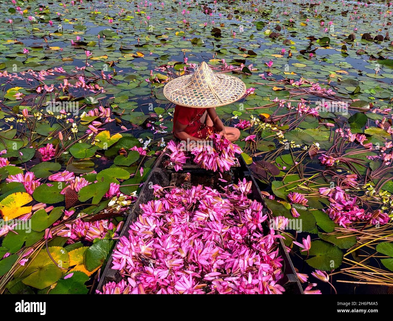Barisal. 17th Nov, 2021. A boat loaded with red water lilies is seen in Barisal, Bangladesh, Nov. 16, 2021. Credit: Xinhua/Alamy Live News Stock Photo