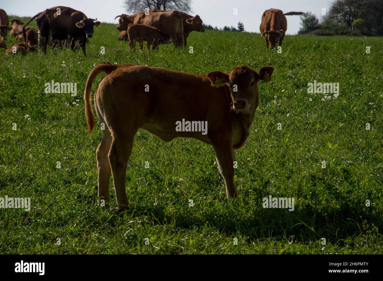 Kühe, Rinder und Kälber auf der Weide Stock Photo